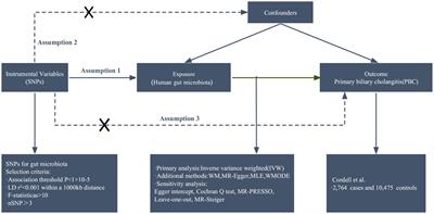 Causal associations between gut microbiota and primary biliary cholangitis: a bidirectional two-sample Mendelian randomization study